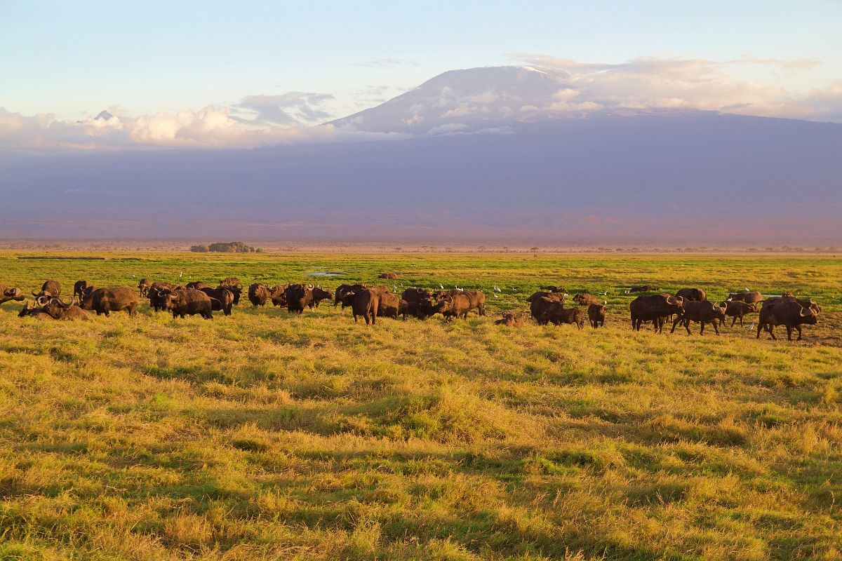 3 DAY AMBOSELI GRP JOINING SAFARI