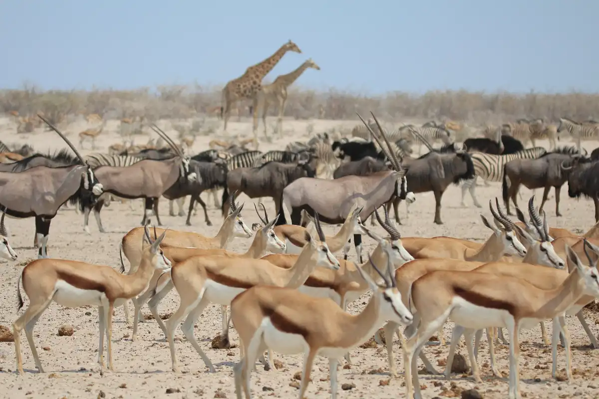 Amboseli, Naivasha & Mara Safari
