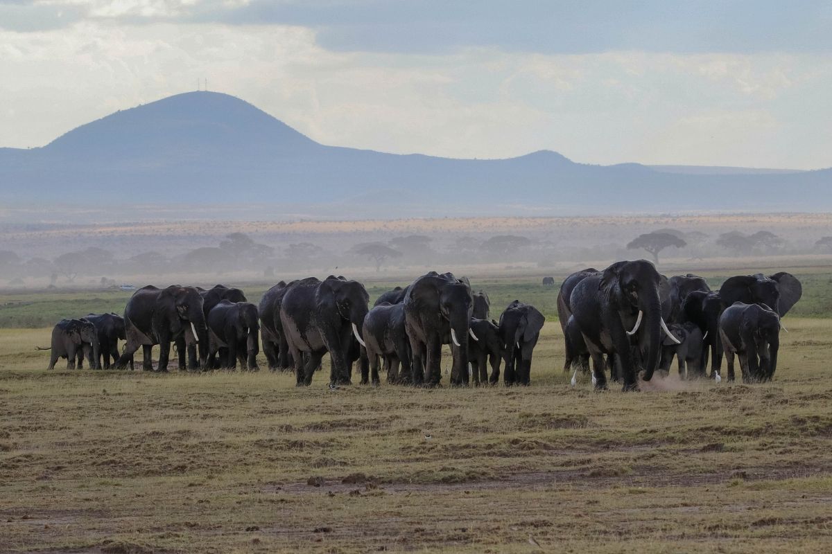 5- DAY L. NAKURU, L. NAIVASHA & AMBOSELI GROUP JOINING.