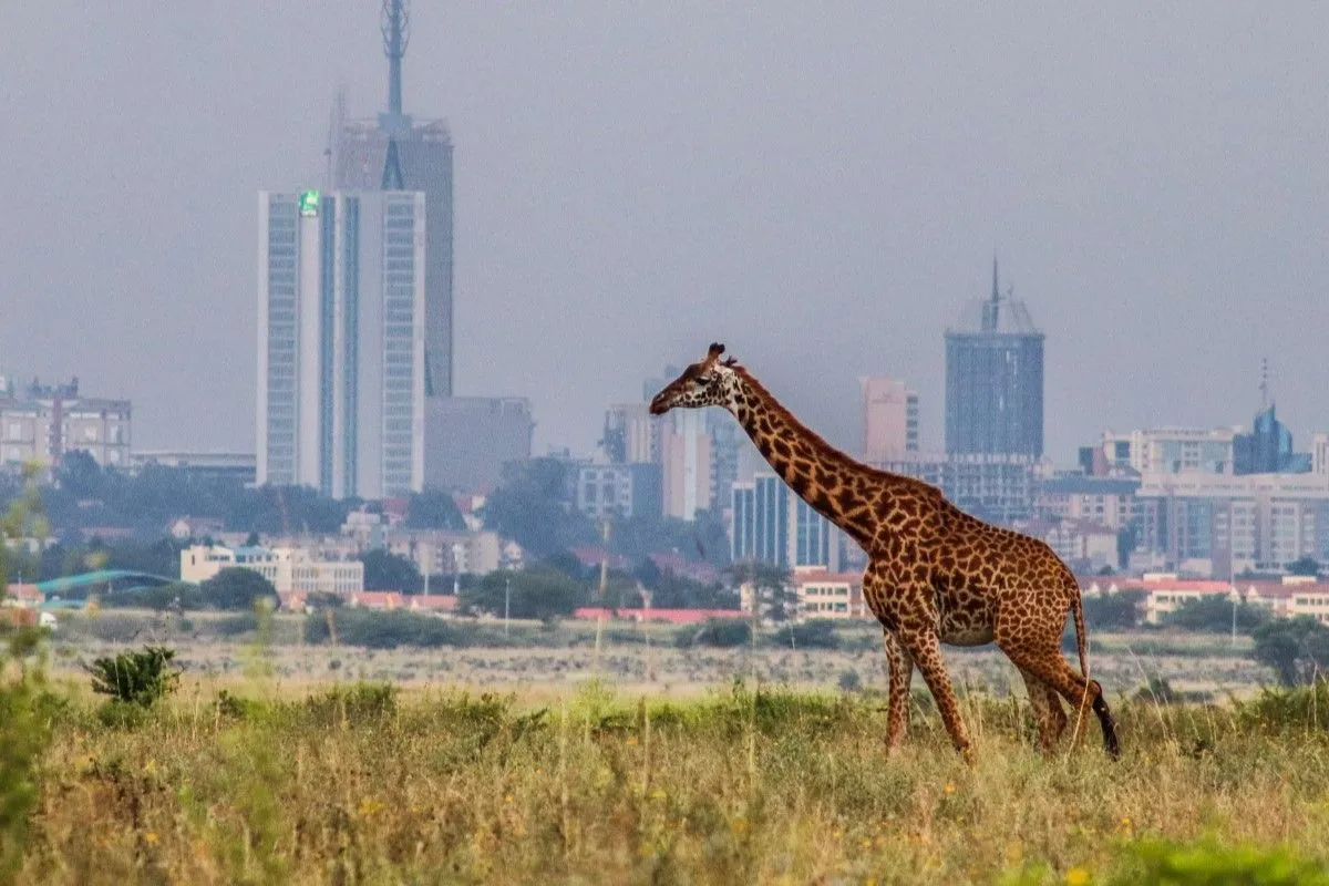 KENYA ADVENTURE 6 DAYS KENYA GREAT RIFT VALLEY LAKES LUXURY SAFARI