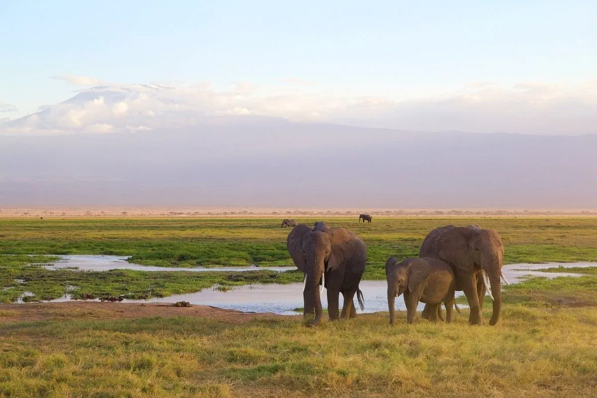 A Taste Of Amboseli National Park.