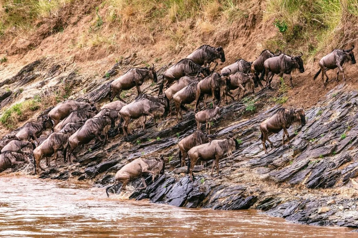 3 Days Masai Mara Budget Safaris