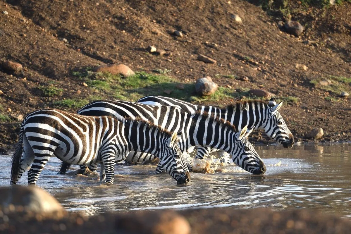 4 Days  Masai Mara Migration Luxury  Safari