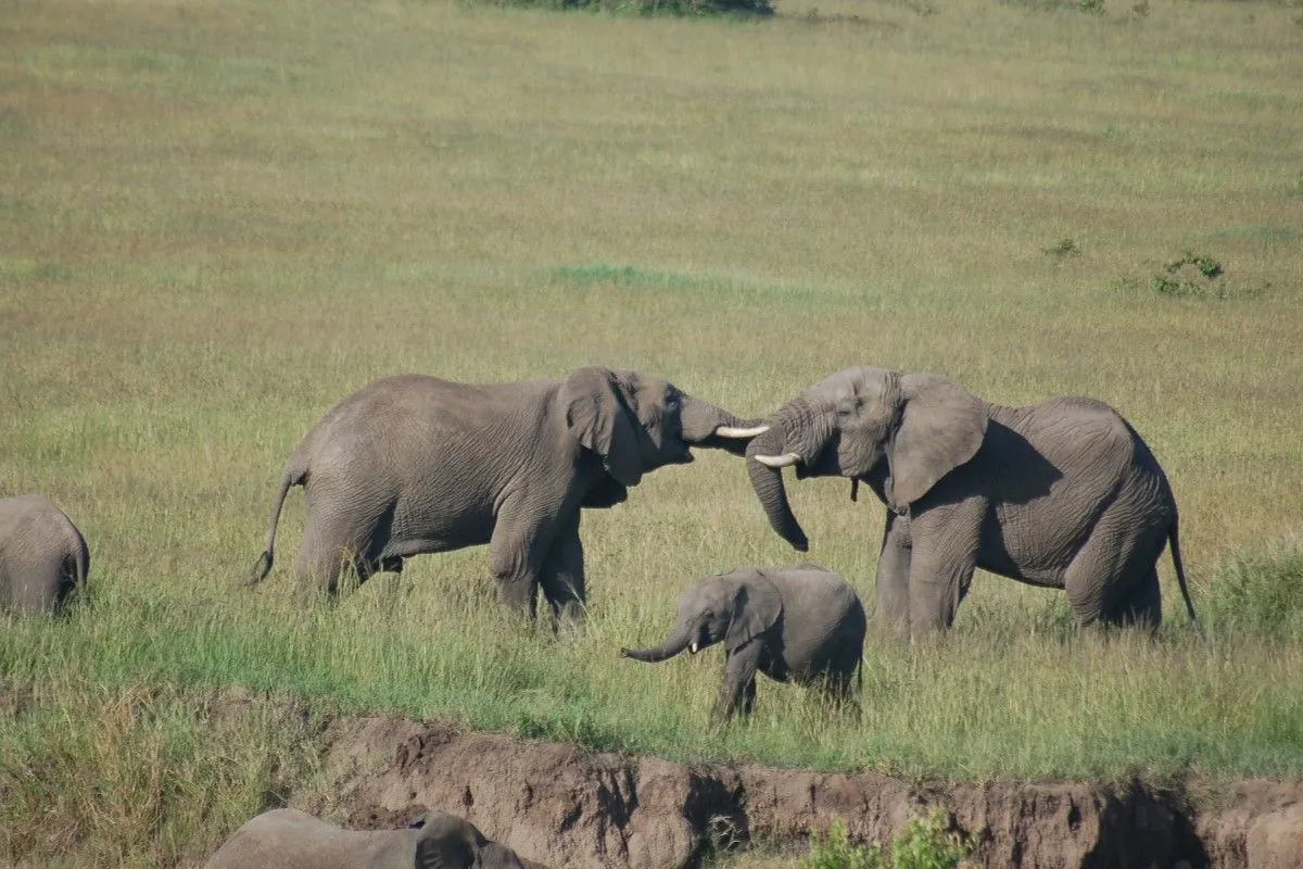 CLASSIC KENYA BUSH AND BEACH SAFARI