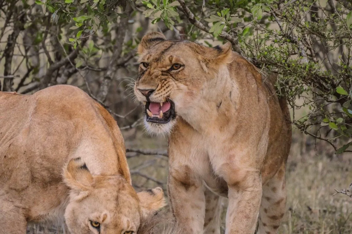 5 Days Masai Mara safari