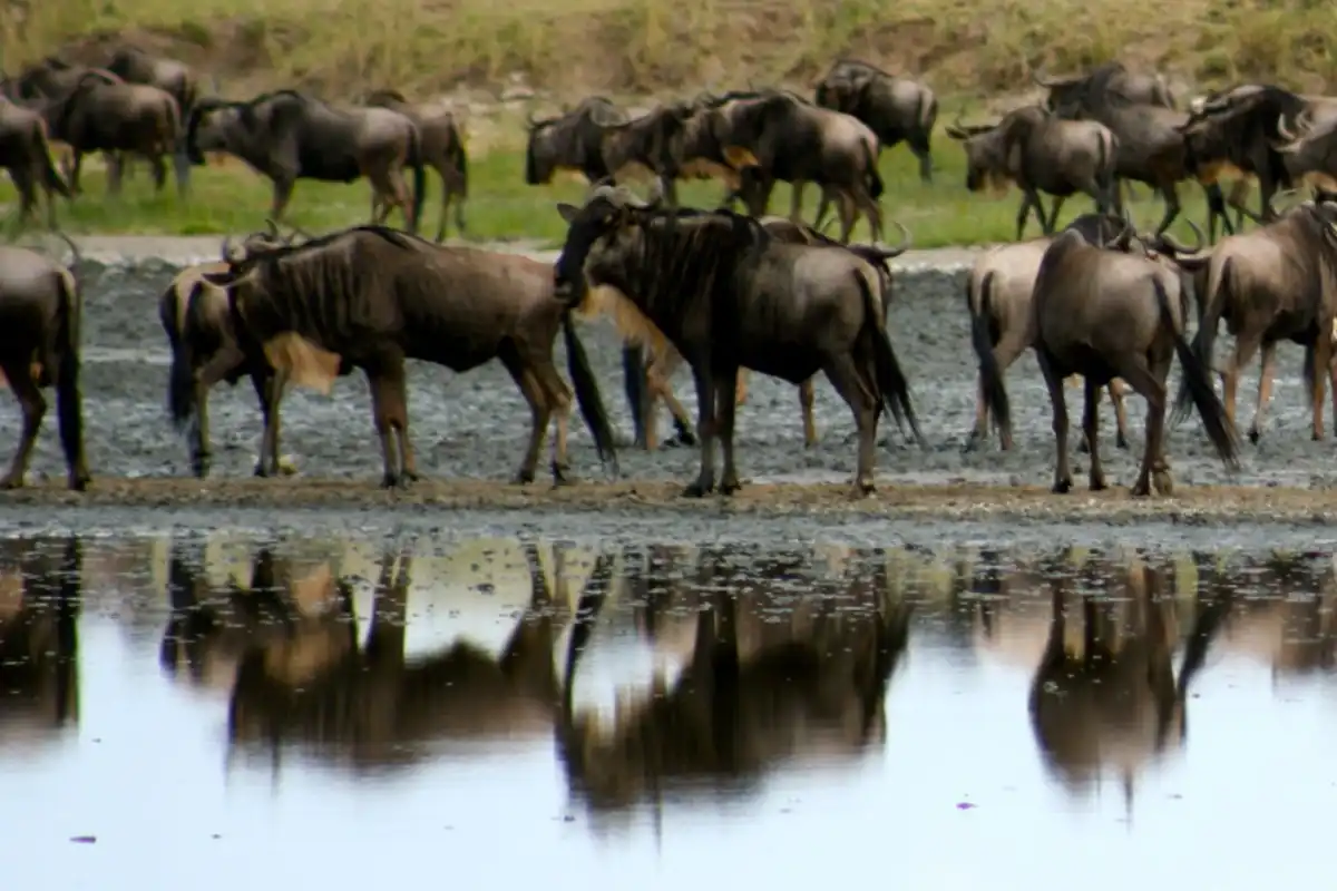 Kenya Classic Safari
