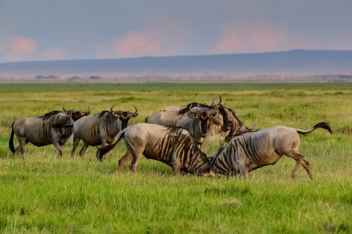 3-Days Masai Mara Midrange Experience Safari