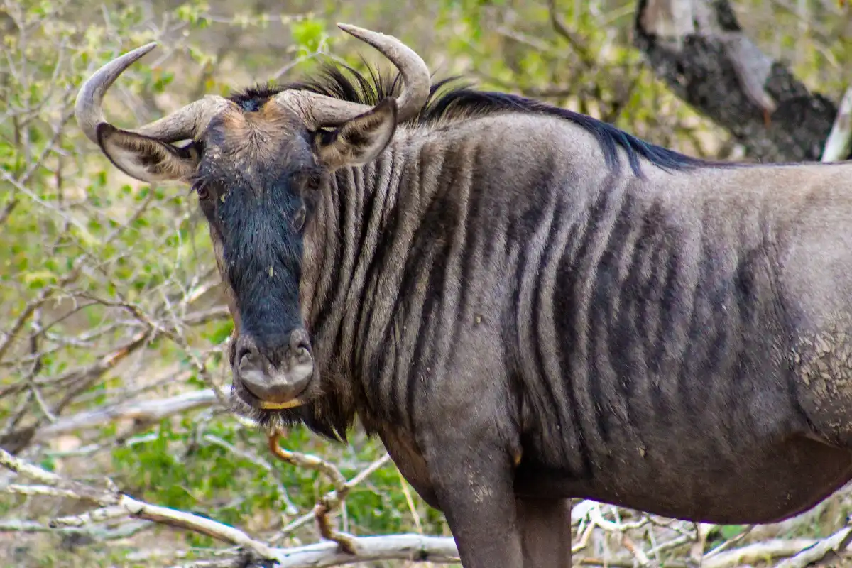 4 Days Mara Fly In Safari