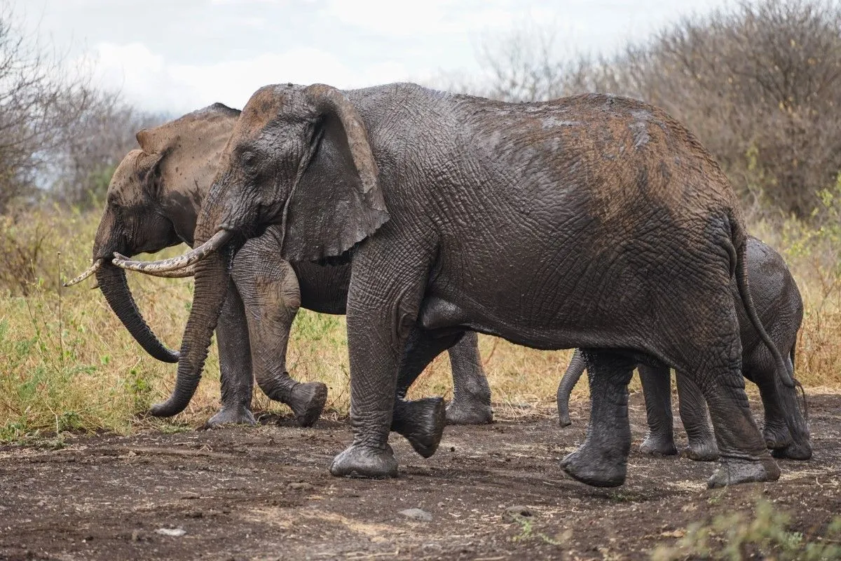 10 Day Luxury Safari