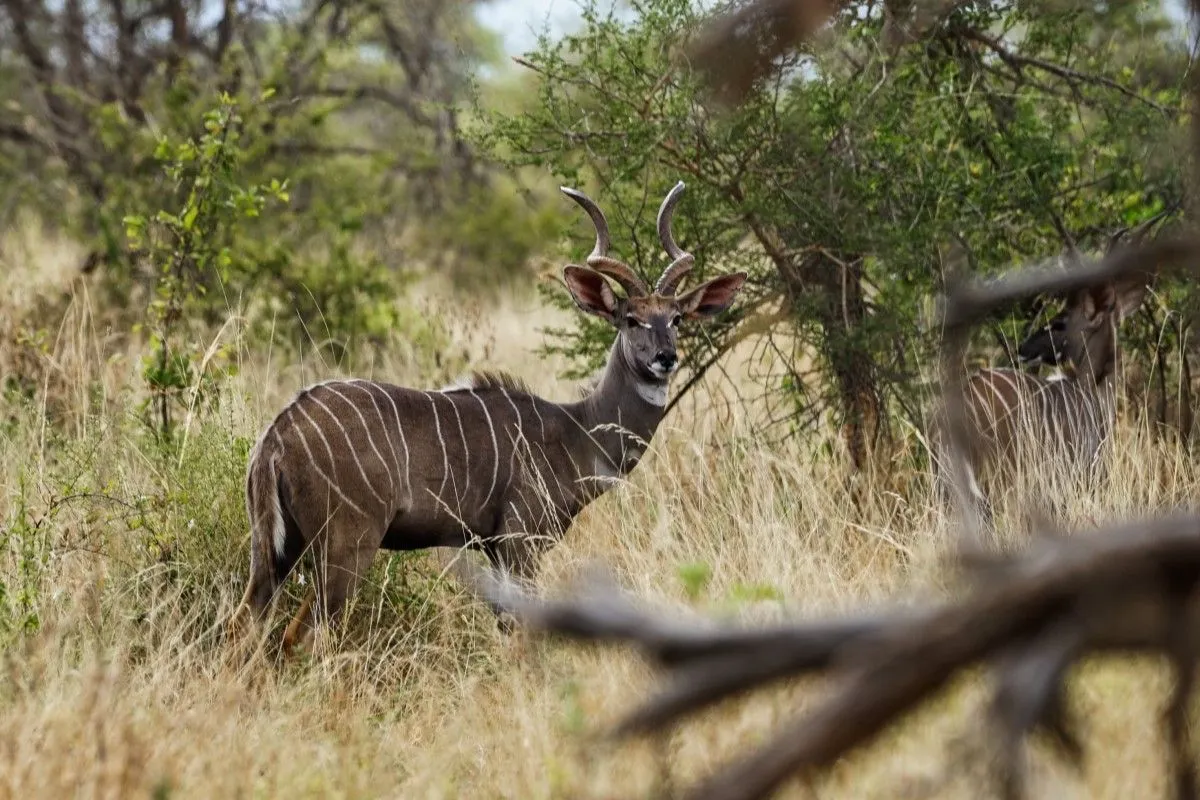 8-Day Kenya Group Joining Safari