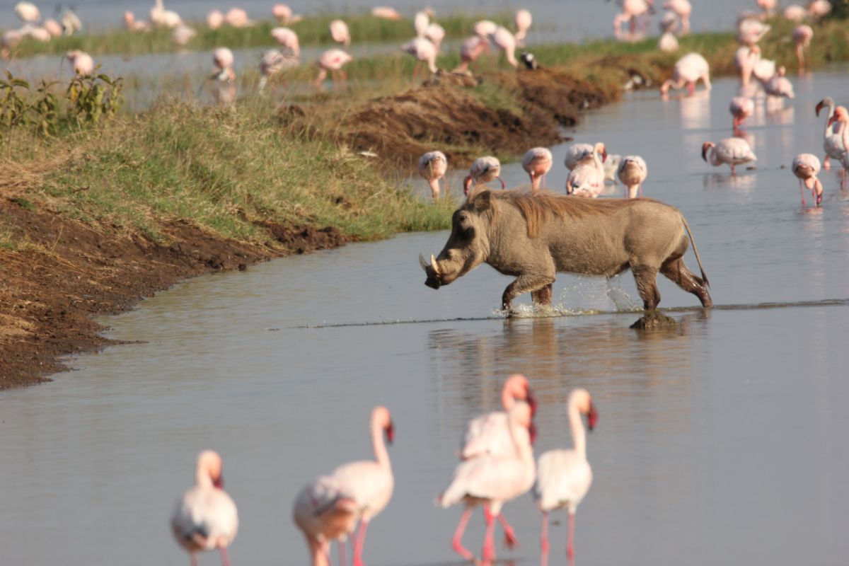 4  DAYS KENYA SAFARI