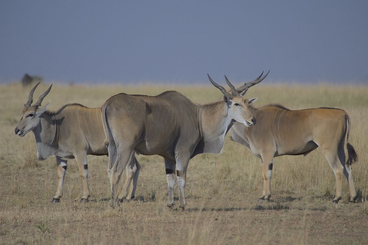 Masai Mara mid range Air Safari 