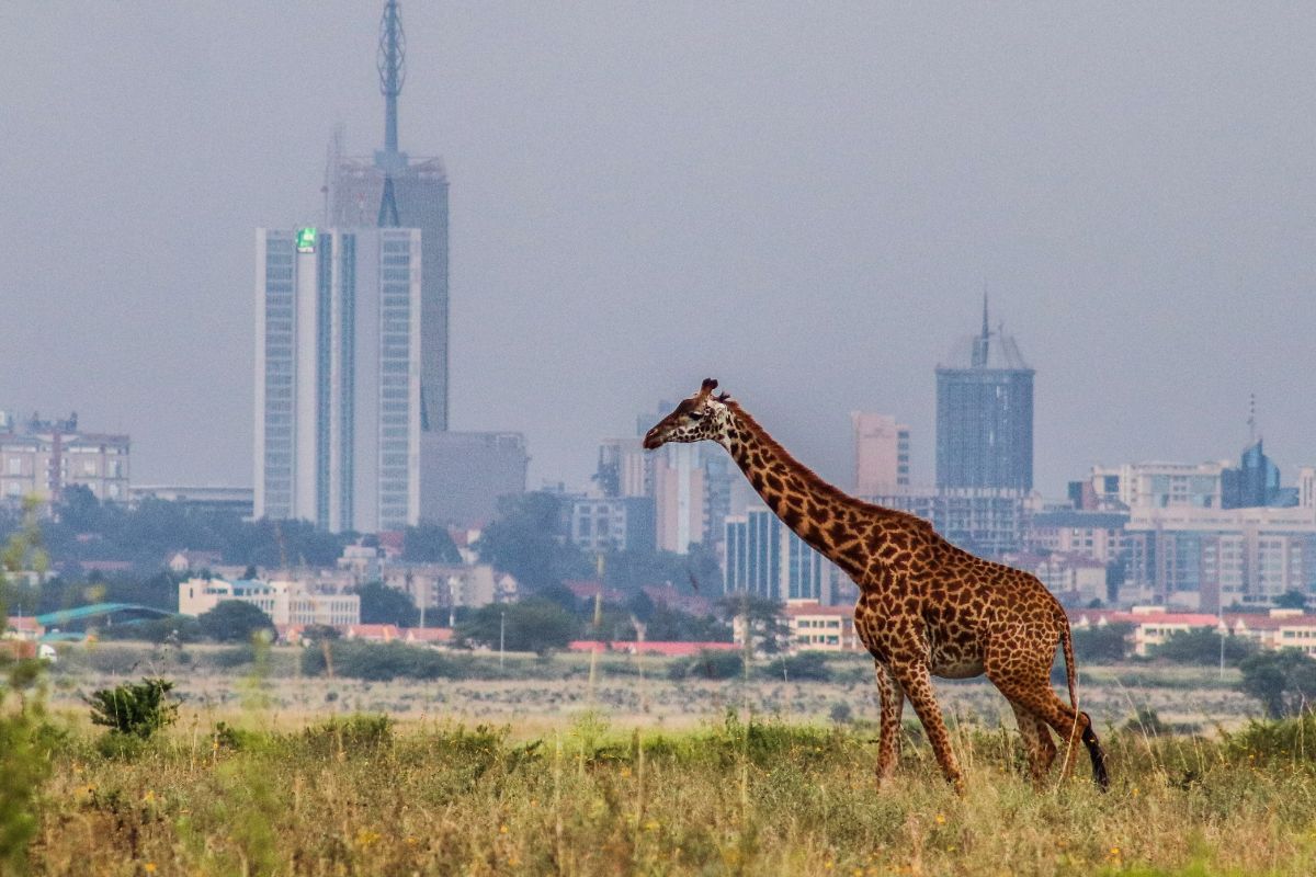Half Day Nairobi National Park Day