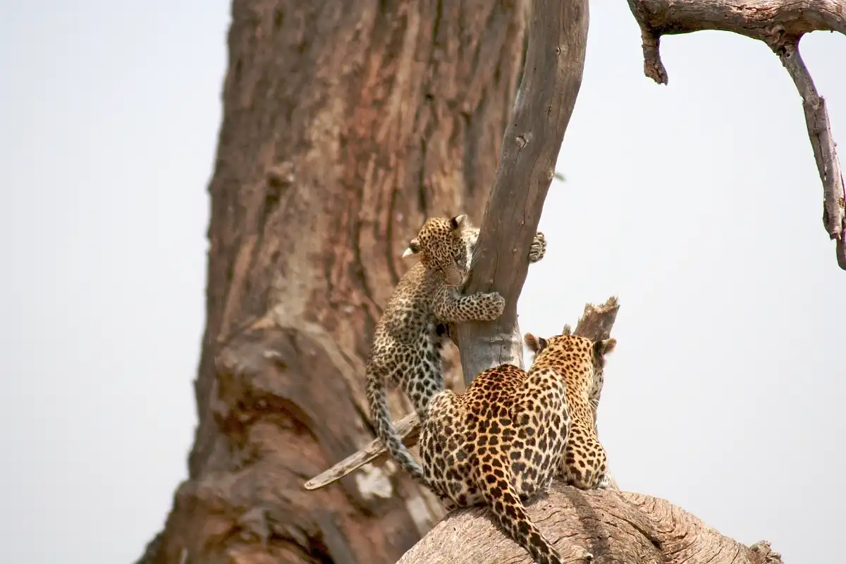 3 Days Midrange Safari – Comfort Meets Adventure