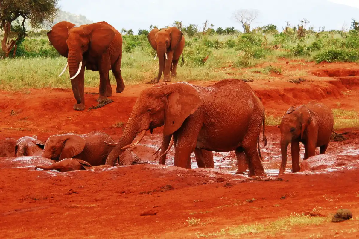 1-Day Tsavo East Safari From Mombasa