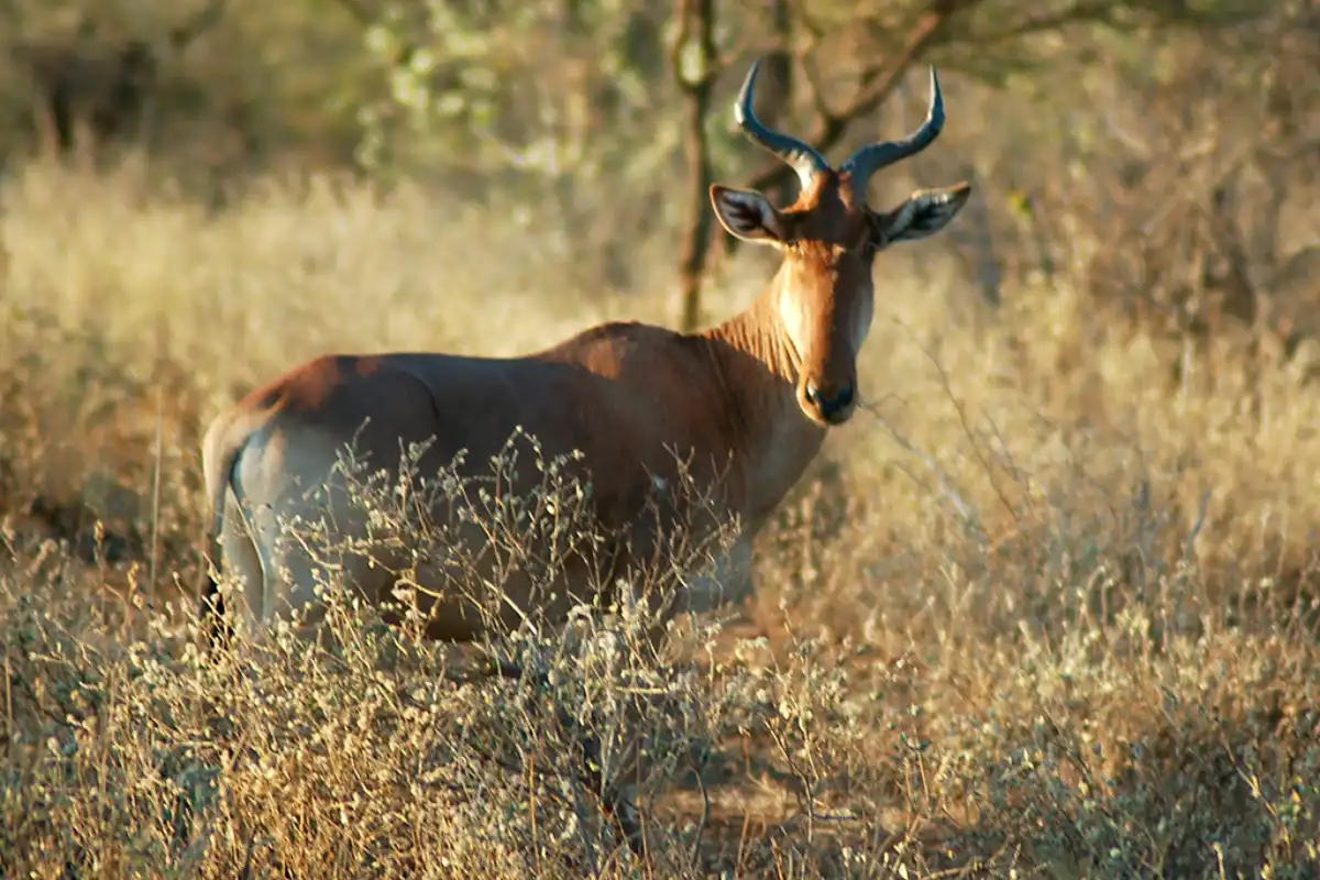 1 Day Taita Hills Trip (Mombasa)