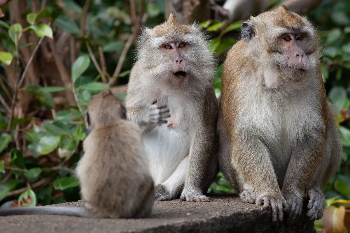Full Day Traditional Wedding at Maasai Mara