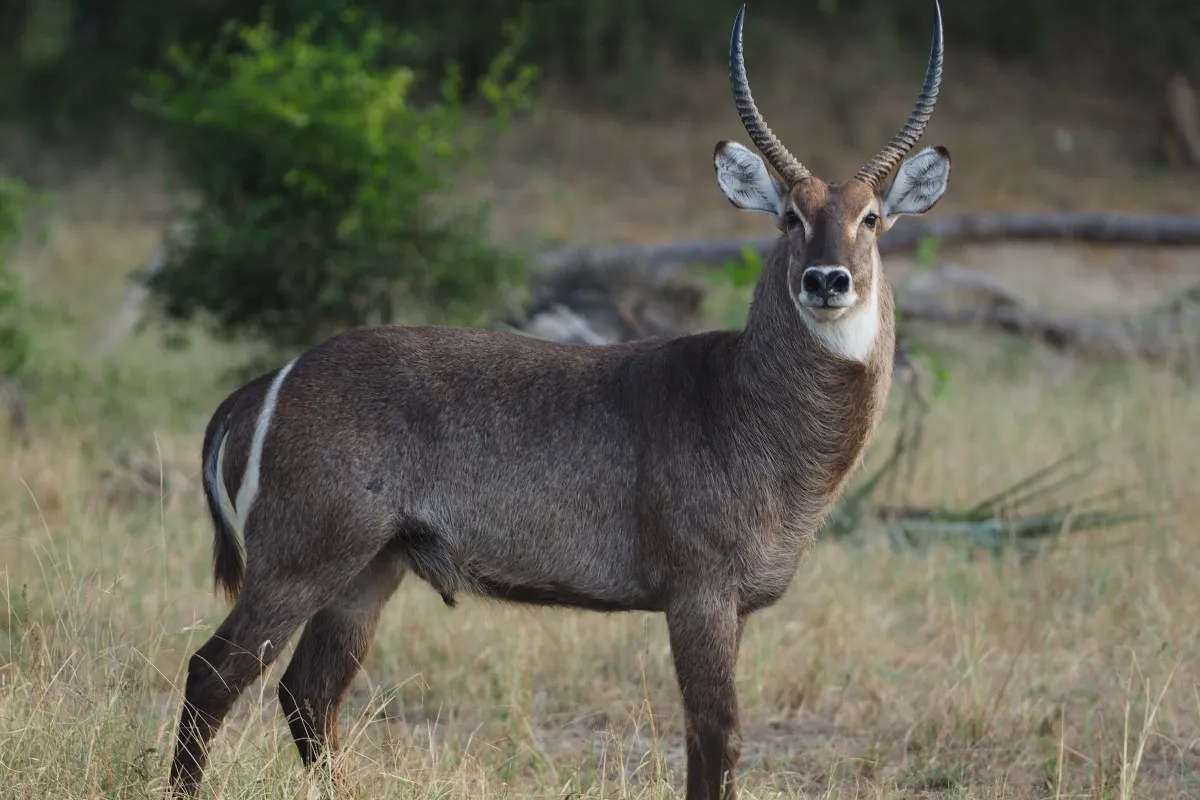 18 Day Wildlife, Landscapes and Cultural Safari (Lodging)