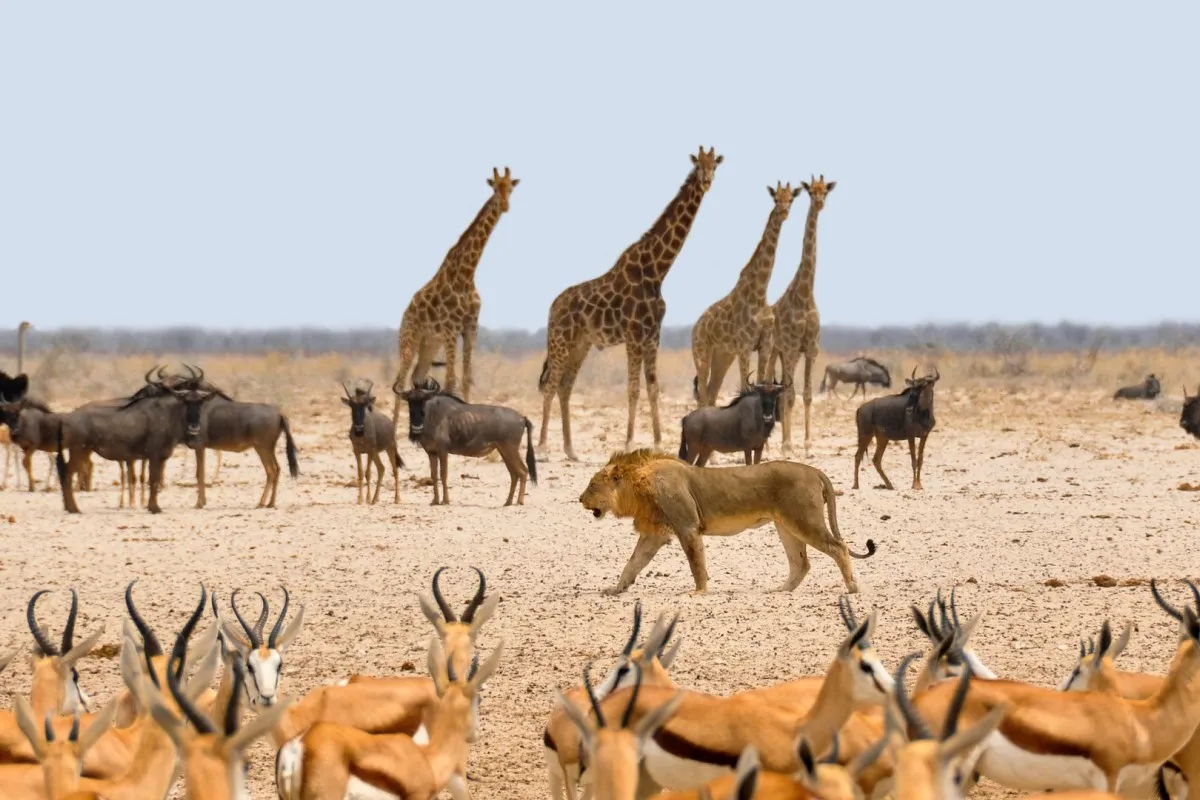 Etosha Camping Tour