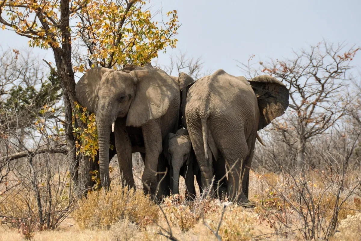 12 DAYS DISCOVER NAMIBIA SAFARI (Camping)