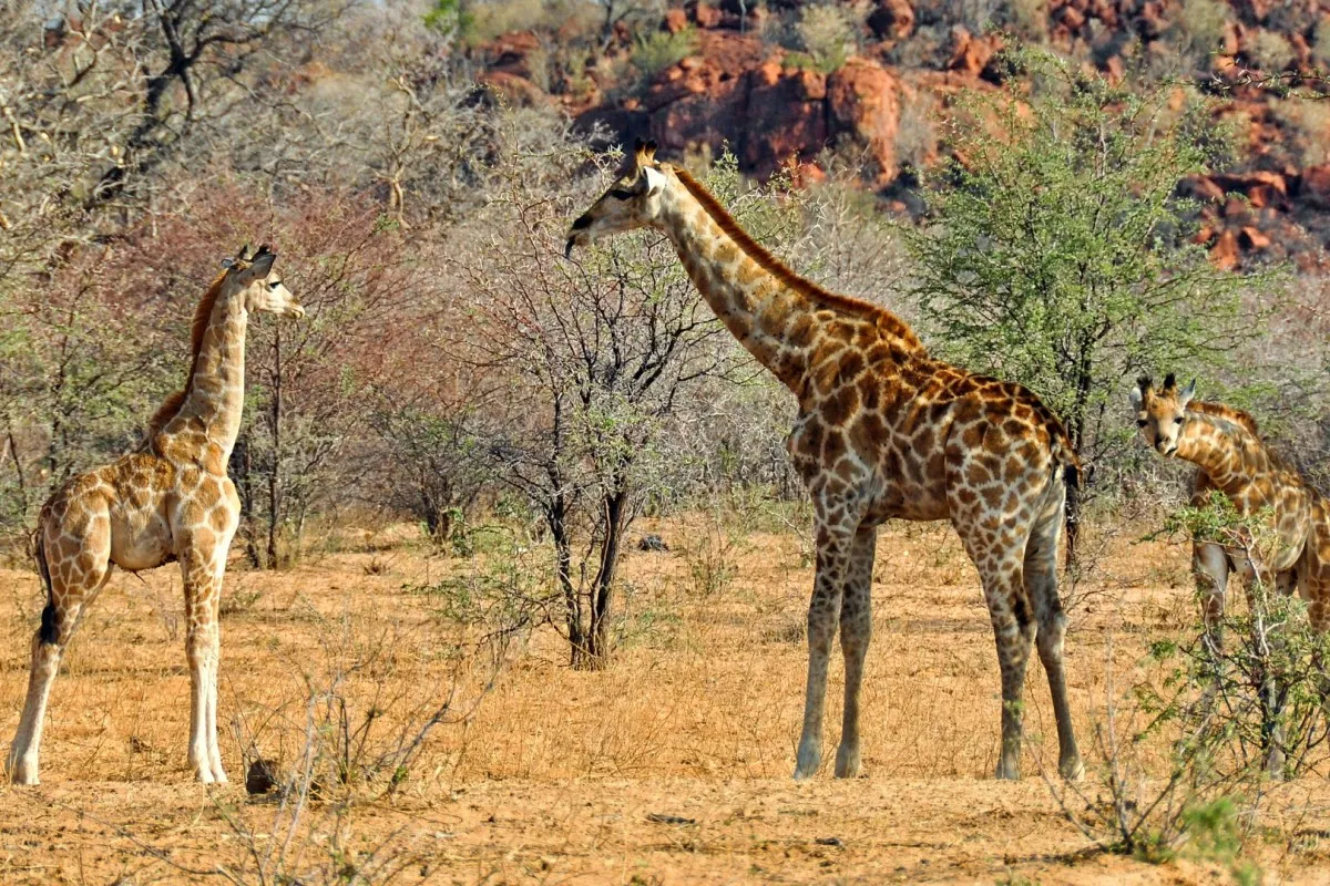 5 Days Swakopmund and Cape Cross Tour ( Lodging)