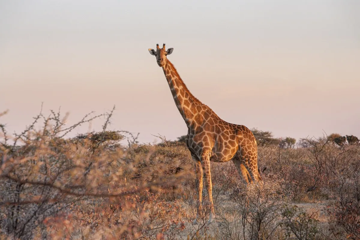 3 DAYS ETOSHA WILDLIFE SAFARI (Camping)