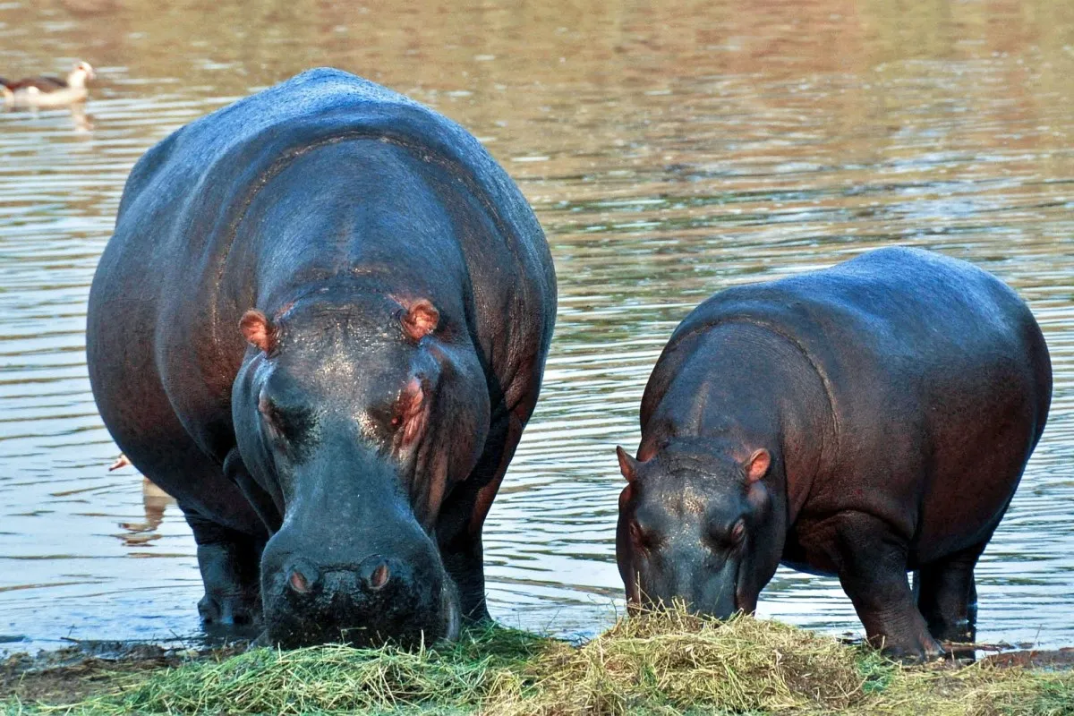 10 DAY HIGHLIGHT NAMIBIA SAFARI- SELF DRIVE
