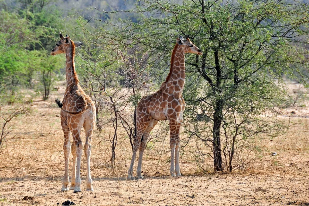 The best group join serengeti migration safari 2025-2026 