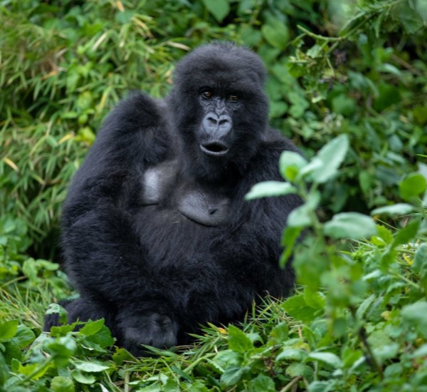 Rwanda safari destination