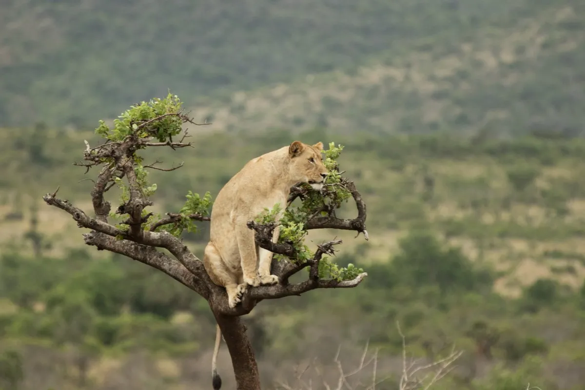 4 Day Gorilla trekking, Lake Ruhondo & Game drive