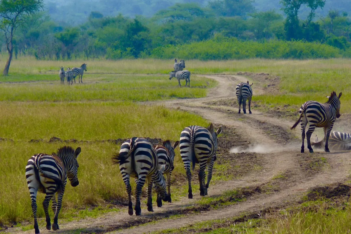 2 Days Akagera Wildlife Safari