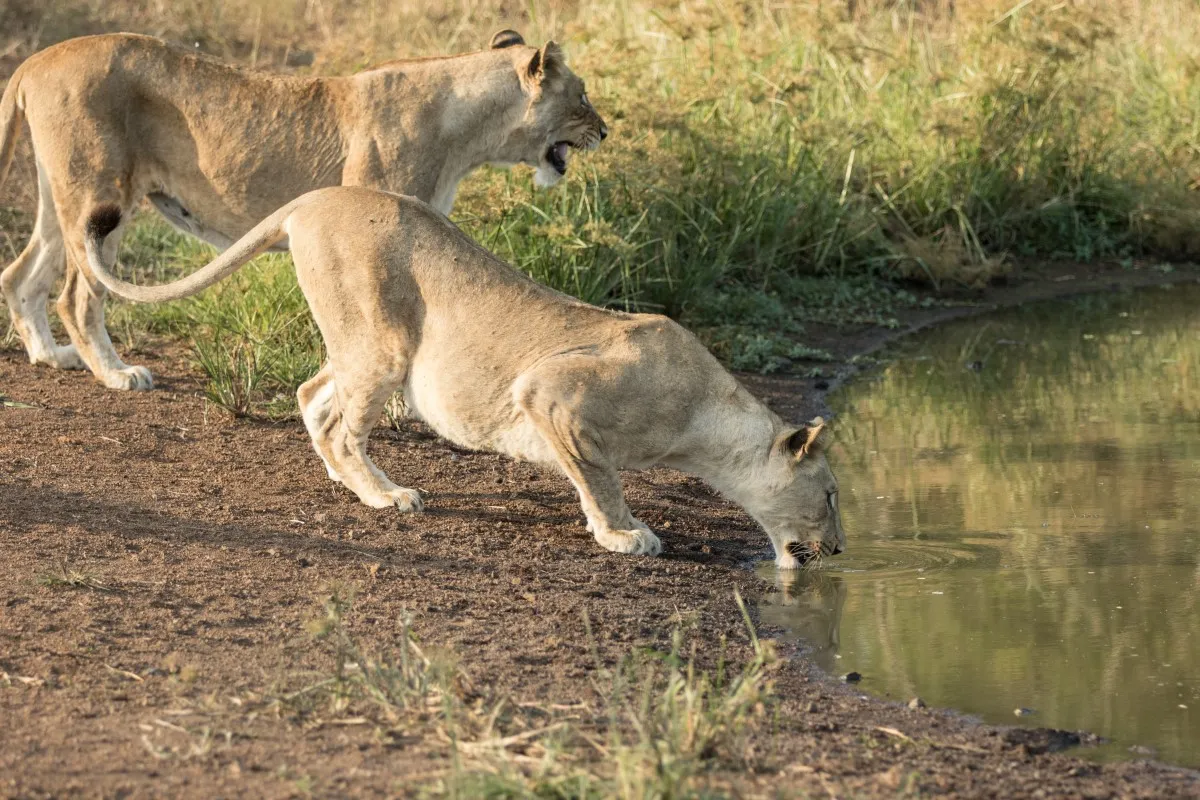 Rwanda Akagera National Park Wildlife Safari