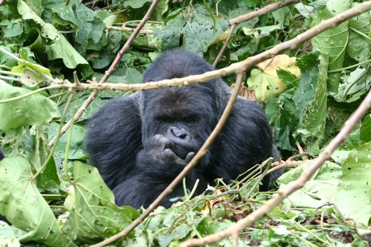 2 Days Rwanda Tour with Gorilla Trek
