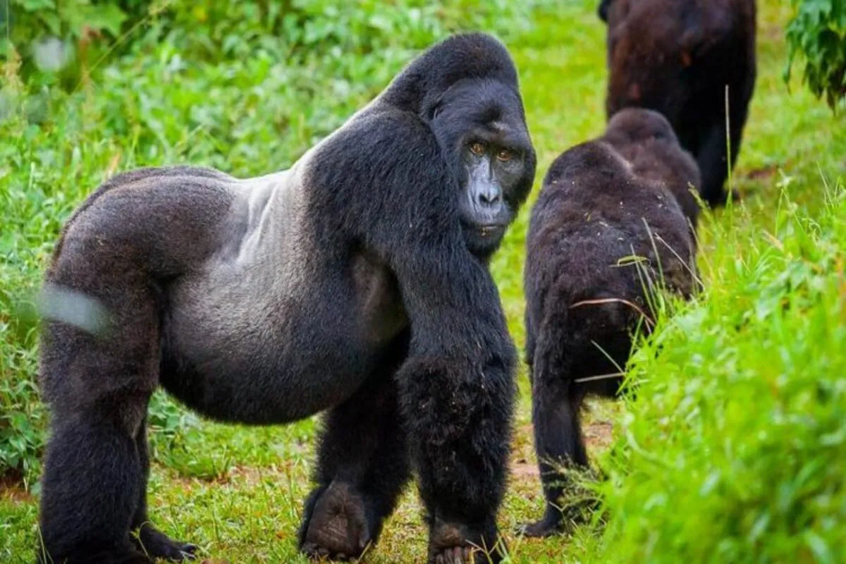 Double Gorilla trekking in Rwanda