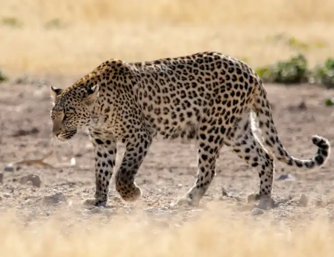 Kgalagadi Transfrontier Park