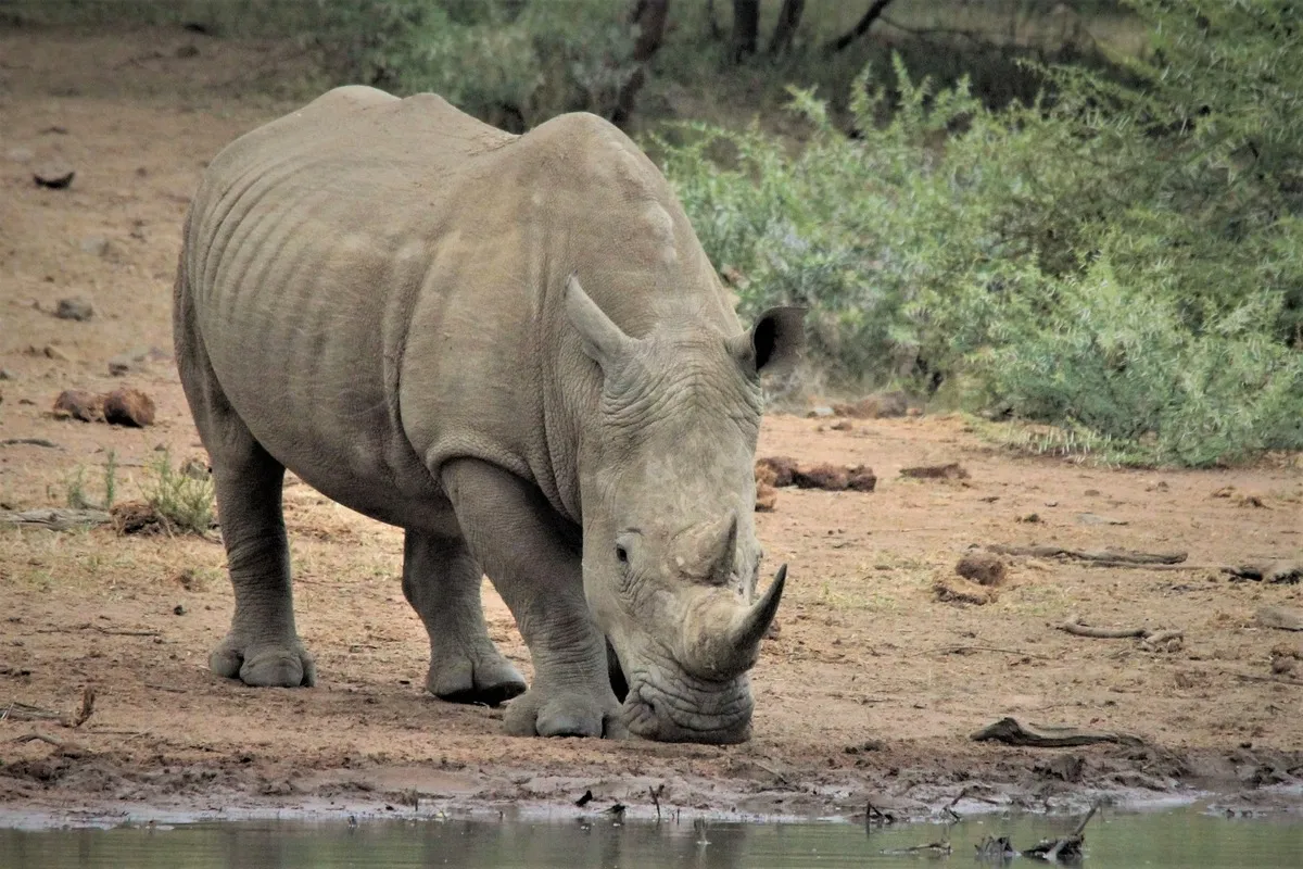 4 Days Tanzania Best Safari Tarangire, Serengeti and Ngorongoro Crater