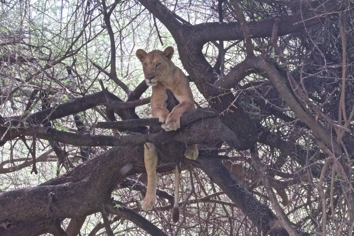 LAKE MANYARA NATIONAL PARK TRIP.