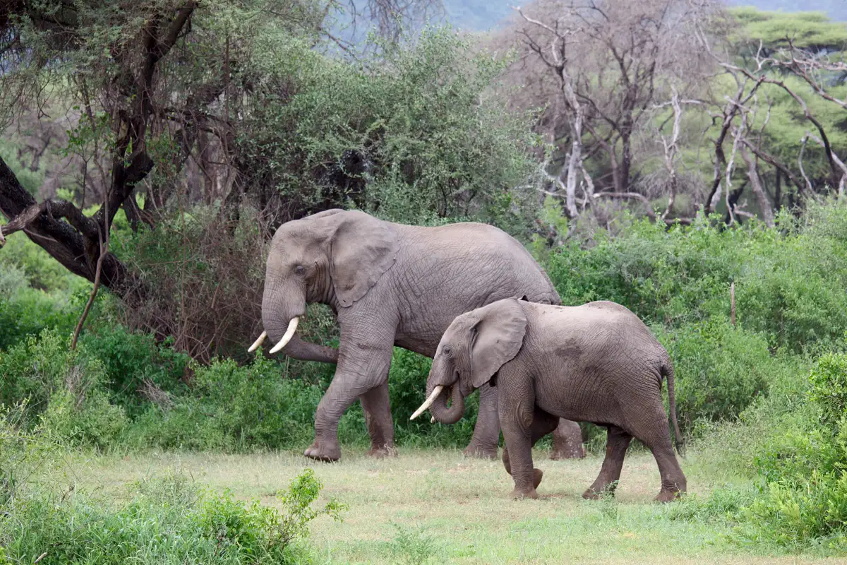 3 DAYS TANZANIA WILDLIFE SAFARI TOUR