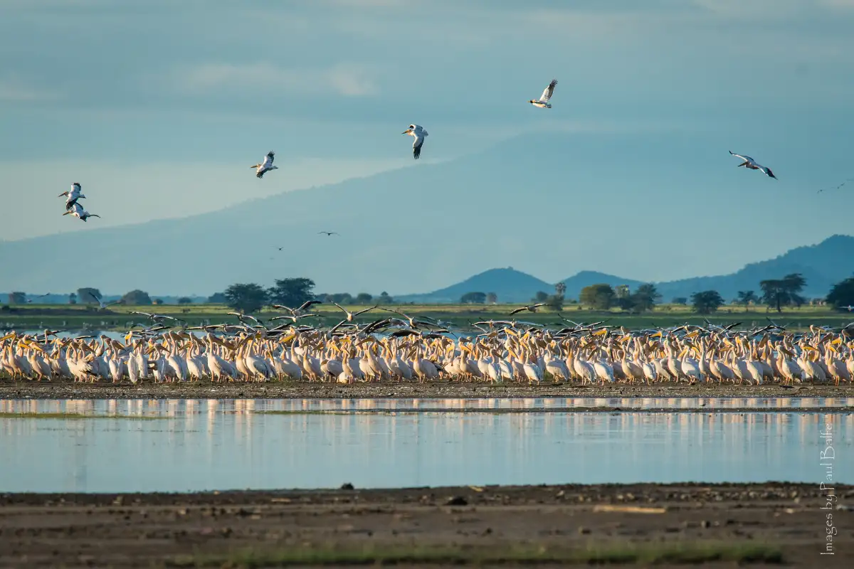 LAKE EYASI HADZABE WALKING SAFARI