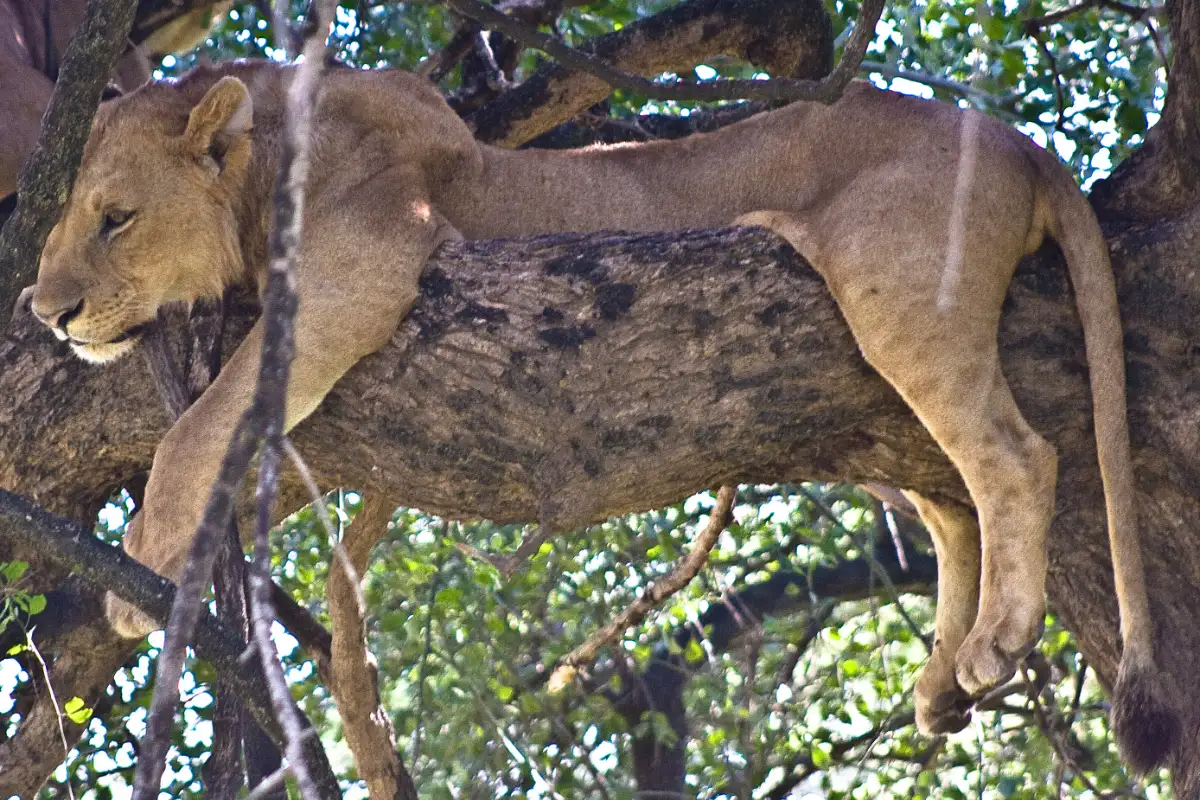 5-Day Mid Range Group Tour