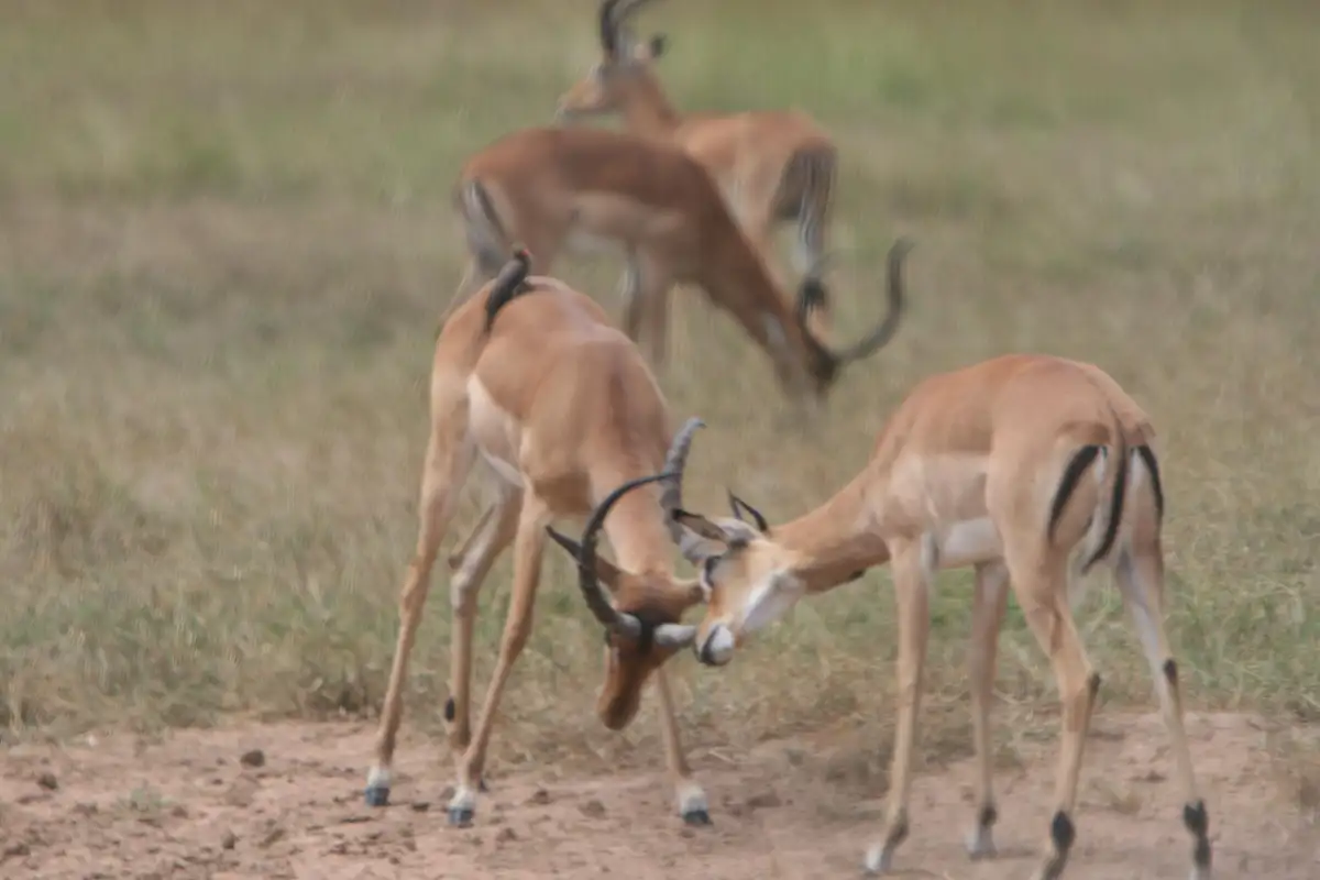 3 Days : Mikumi National Park and Hiking at Udzungwa Mountains NP