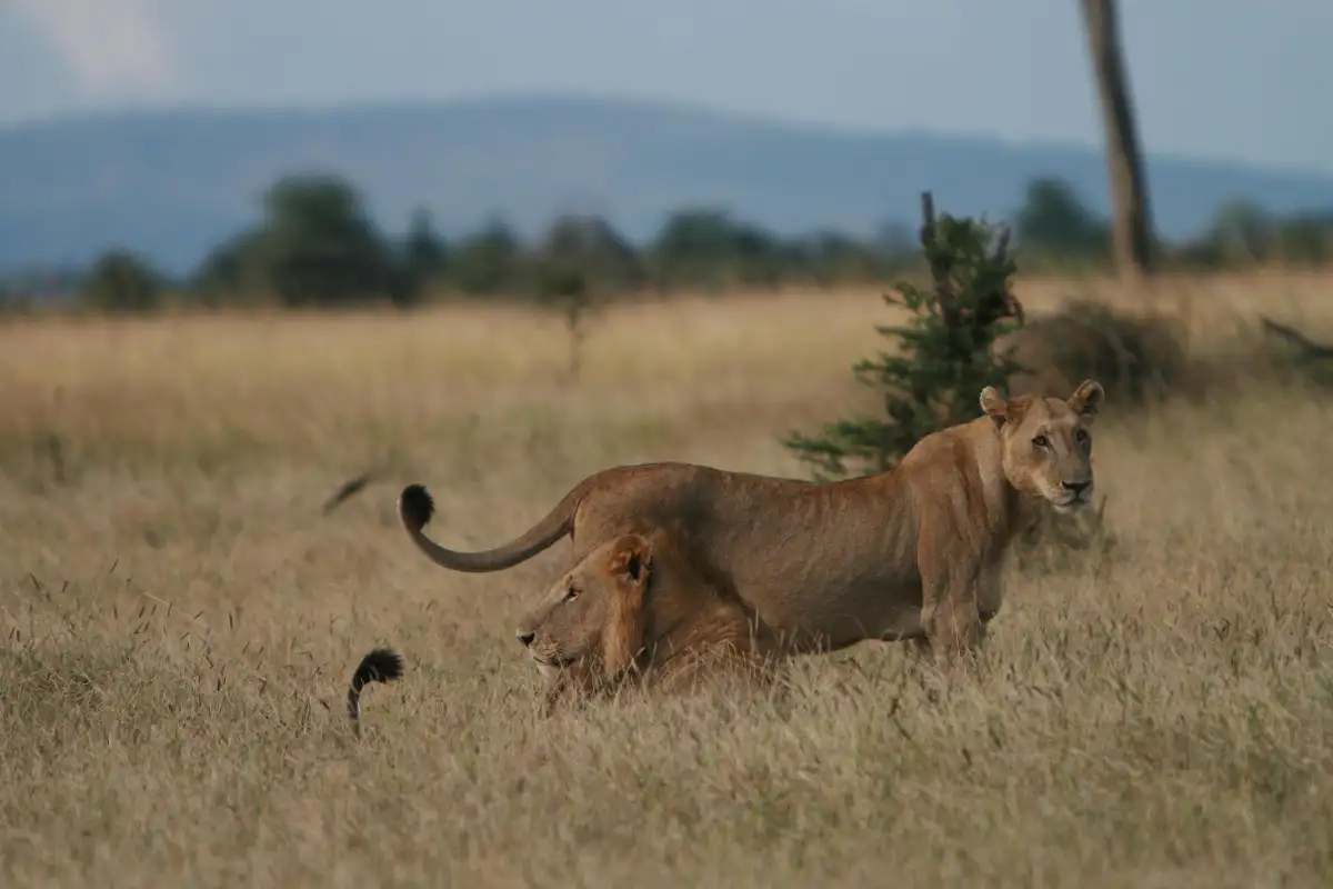 2-Day amazing wildlife & Bird Watching Safari