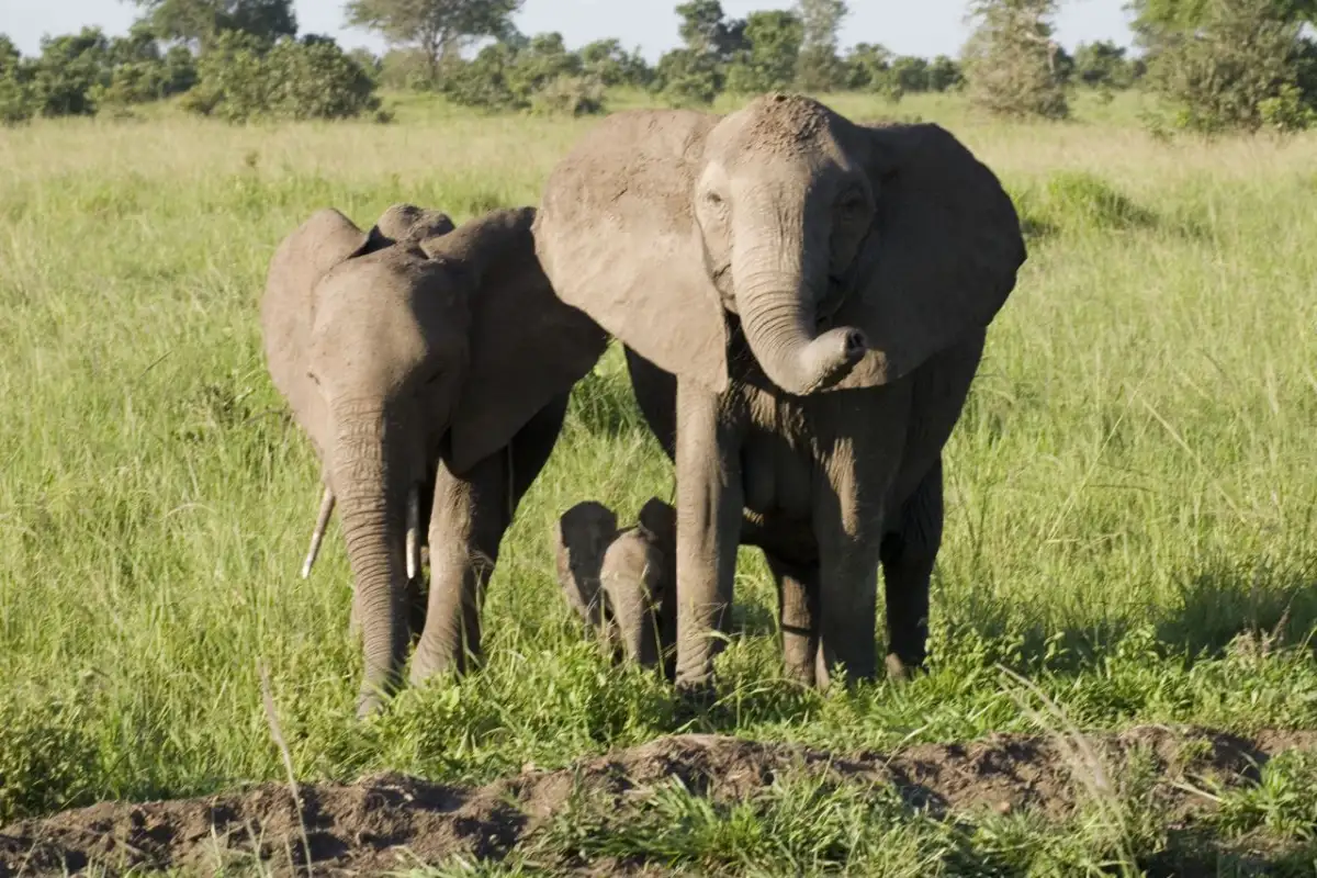 1-Day, Mikumi wildlife safari 