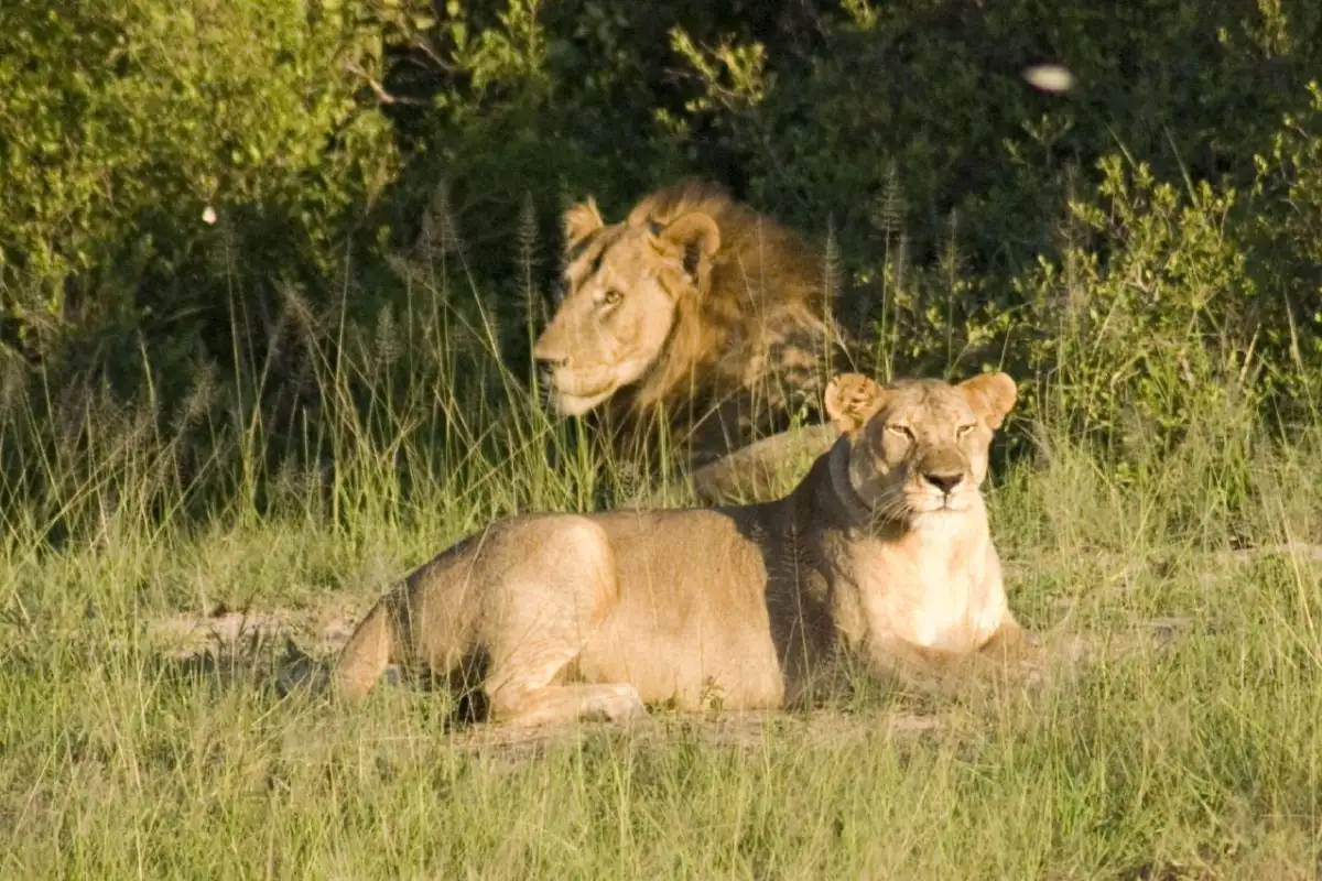 6 Days safari to mukumi and nyerere national park