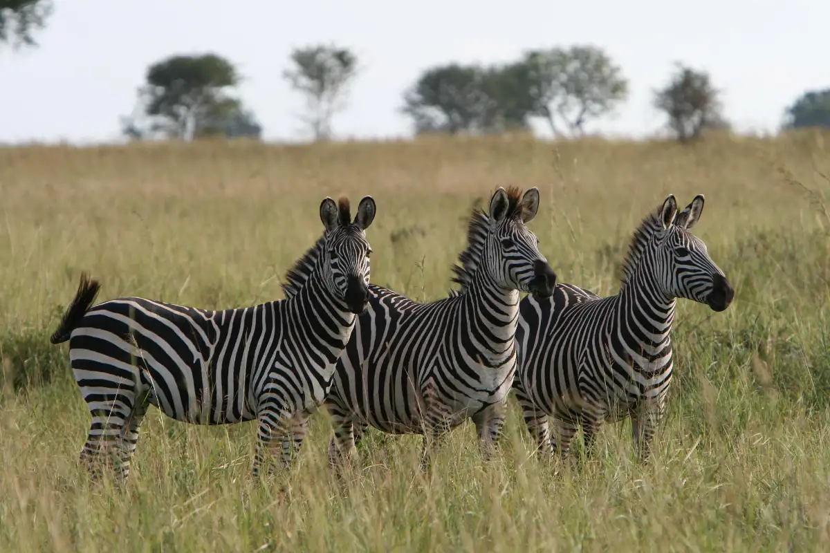 Tarangire National Park