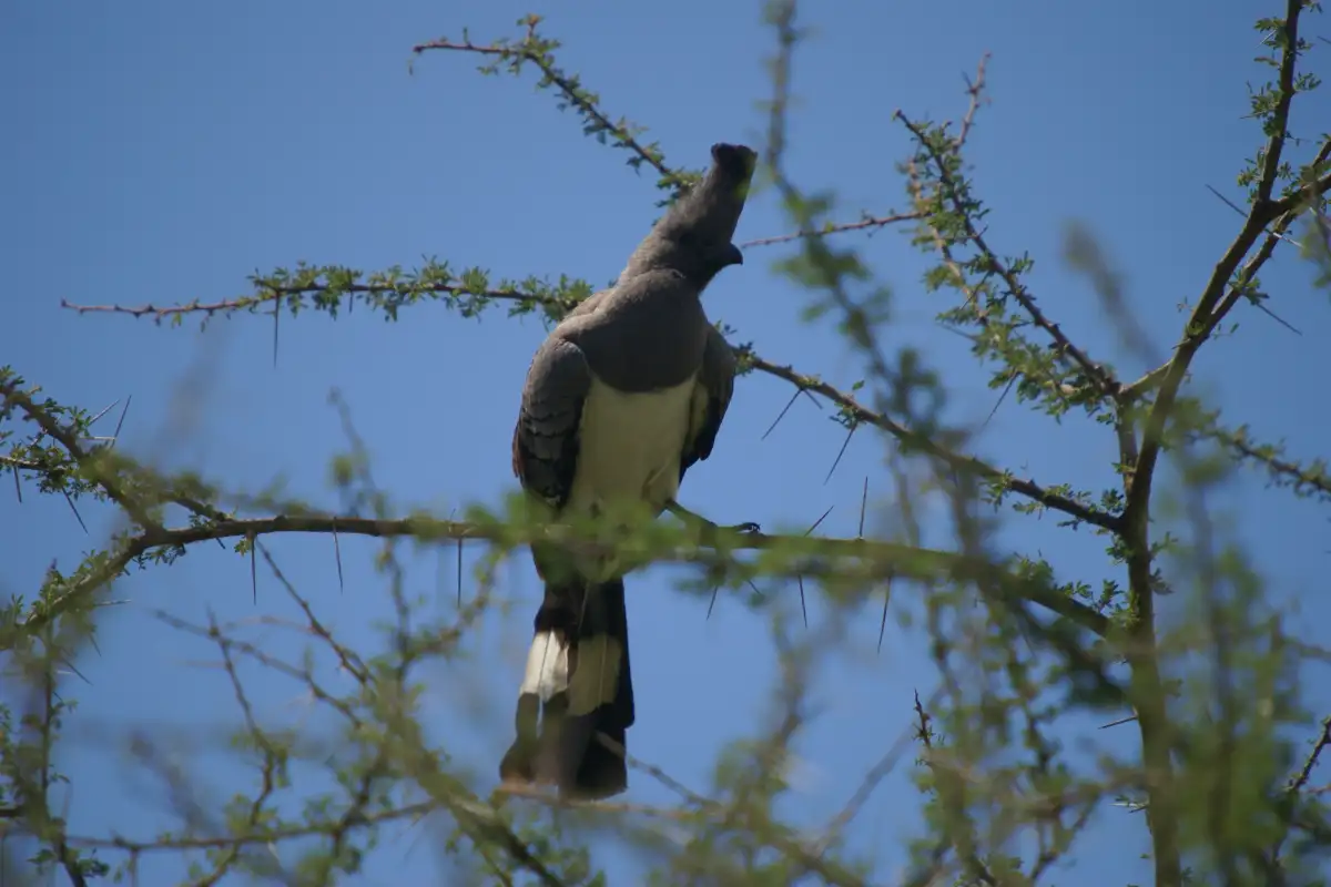 2-Day Wildlife Adventure at Mkomazi National Park