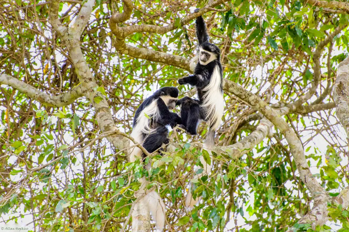 DAY TRIP TO MOUNT KILIMANJARO VIA MARANGU ROUTE 