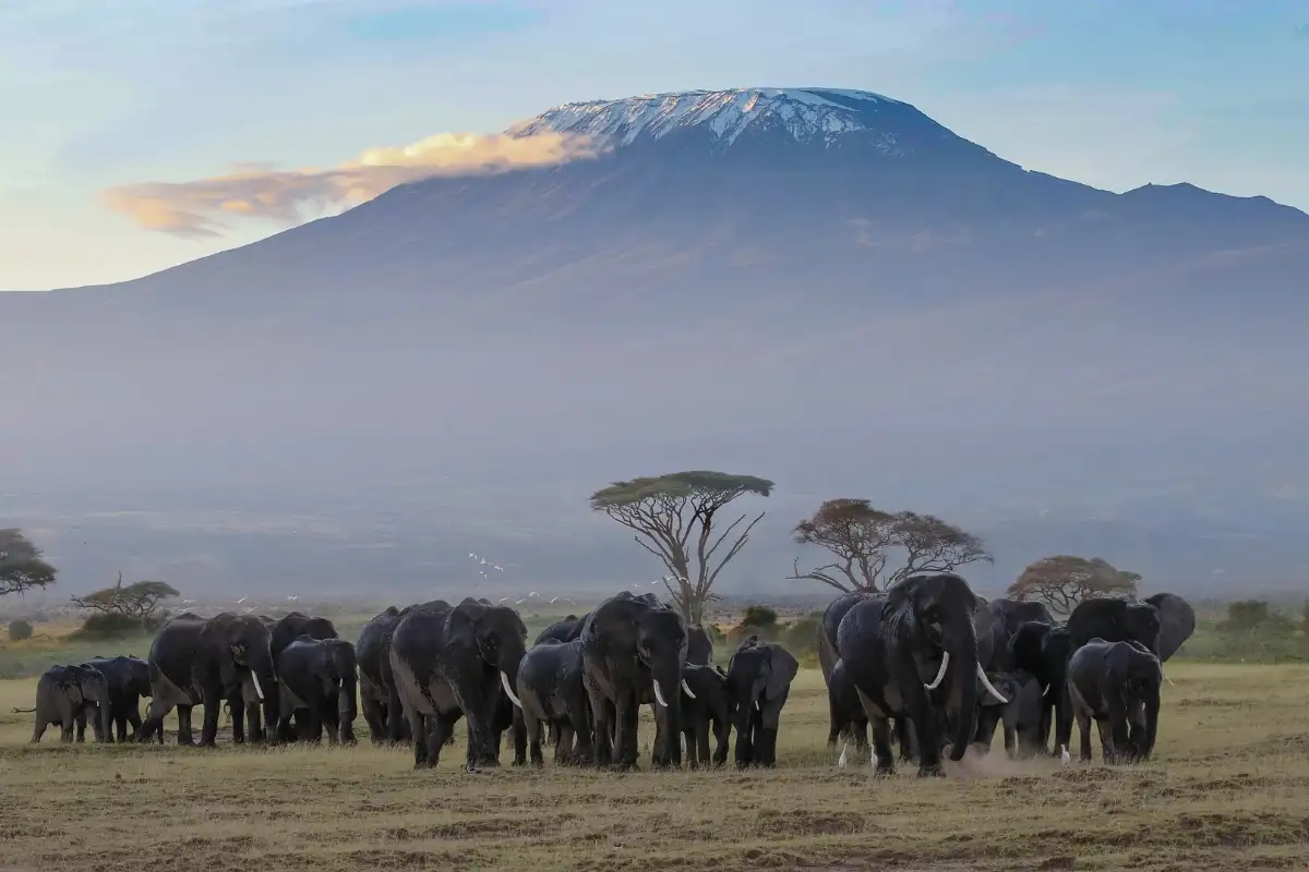 5 Days Tanzania Sharing Safari 2025/2026 w/Price