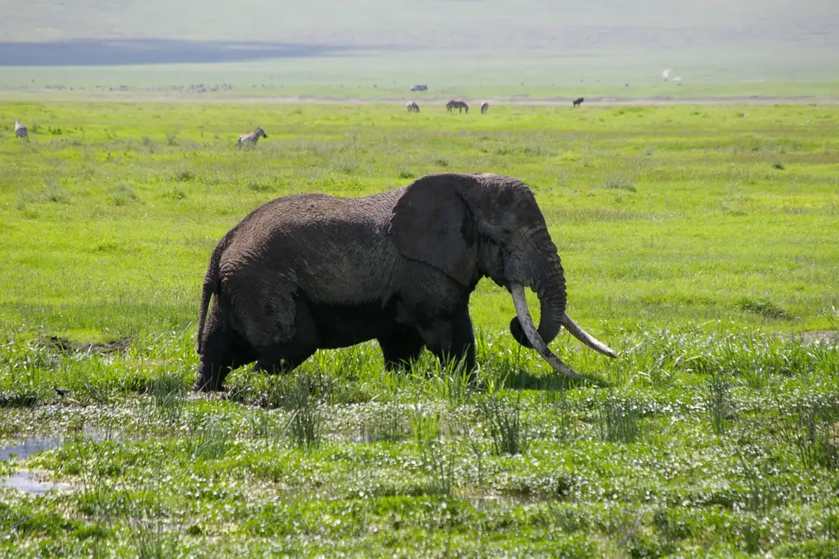 Signature Migration Safari: Ngorongoro Crater & Southern Serengeti