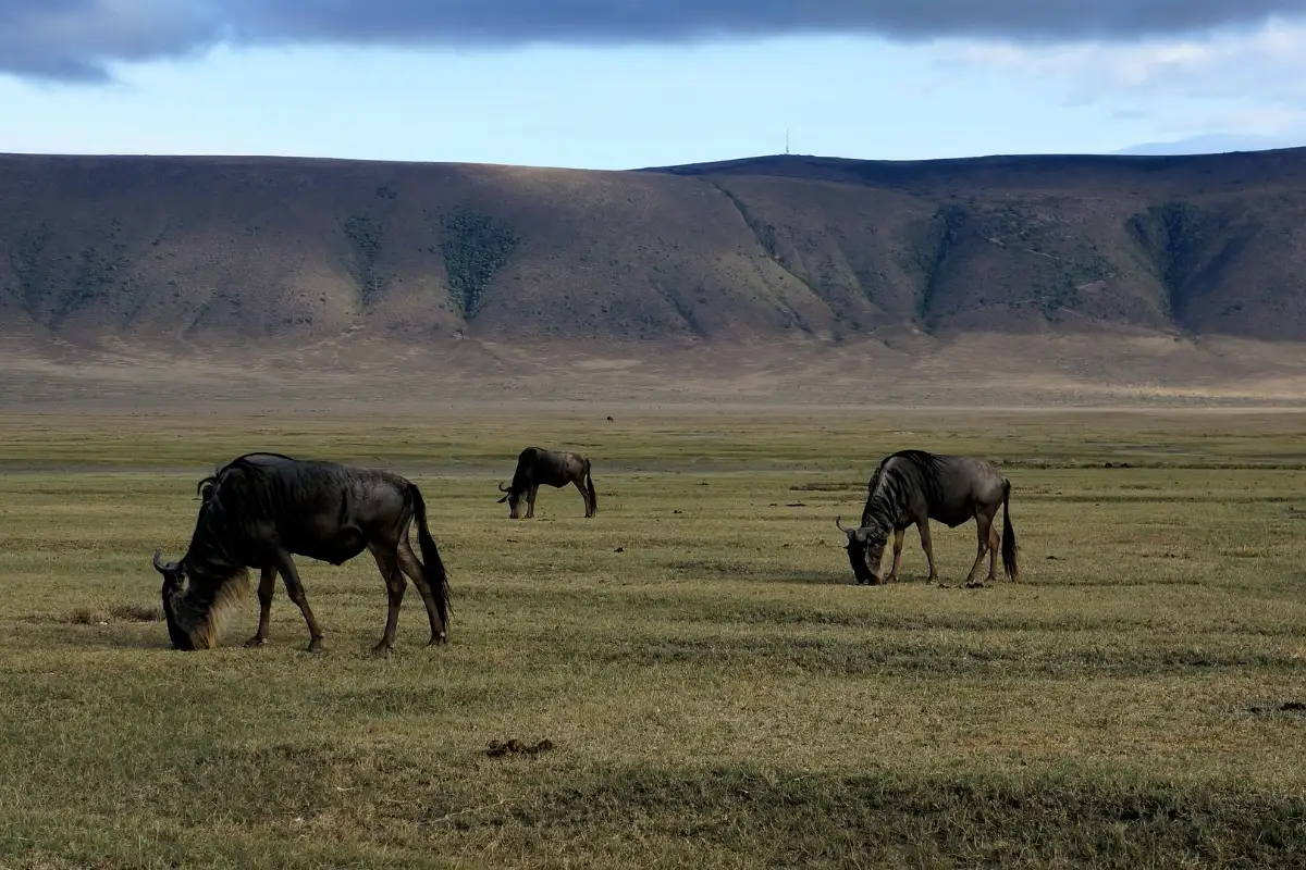 The Taste of Tanzania Wildlife Safari 
